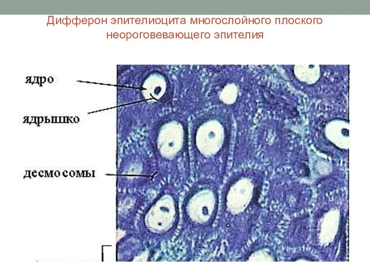 Дифферон эпителиоцита многослойного плоского неороговевающего эпителия