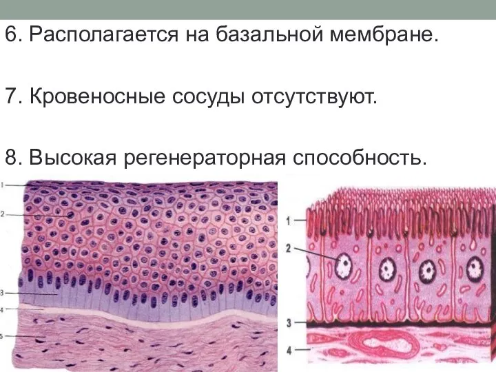 6. Располагается на базальной мембране. 7. Кровеносные сосуды отсутствуют. 8. Высокая регенераторная способность.