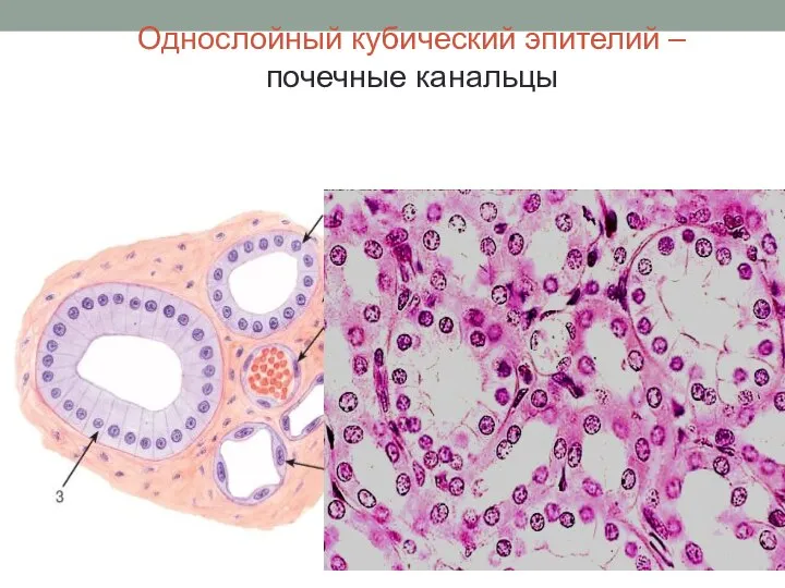 Однослойный кубический эпителий – почечные канальцы