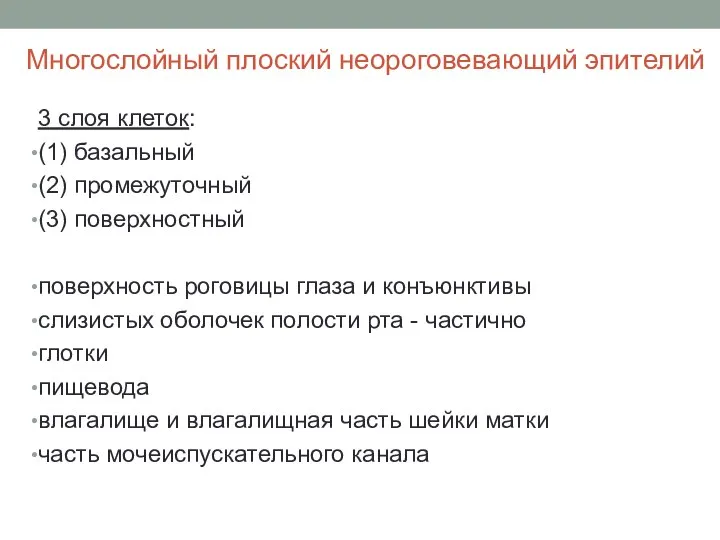 Многослойный плоский неороговевающий эпителий 3 слоя клеток: (1) базальный (2) промежуточный