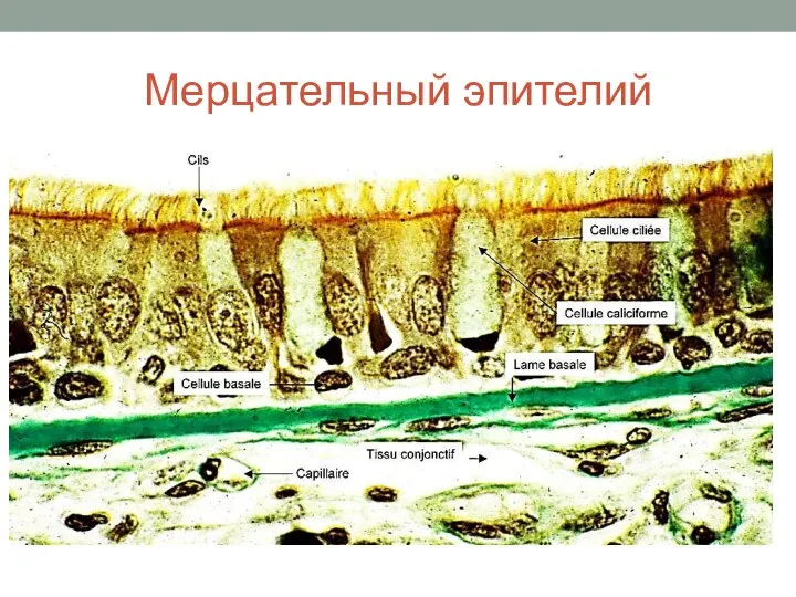 Мерцательный эпителий