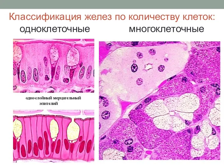 Классификация желез по количеству клеток: одноклеточные многоклеточные