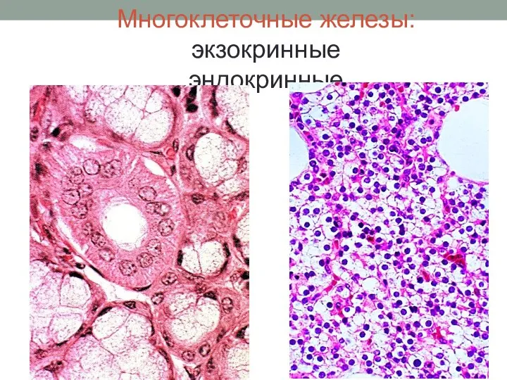 Многоклеточные железы: экзокринные эндокринные