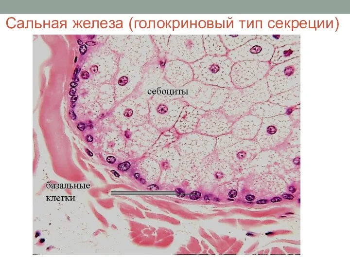 Сальная железа (голокриновый тип секреции)