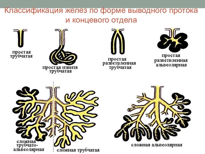 Классификация желез по форме выводного протока и концевого отдела