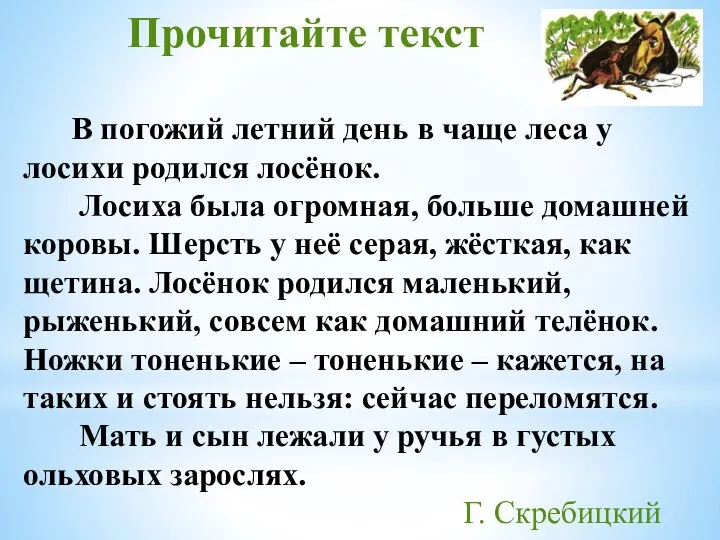 В погожий летний день в чаще леса у лосихи родился лосёнок.