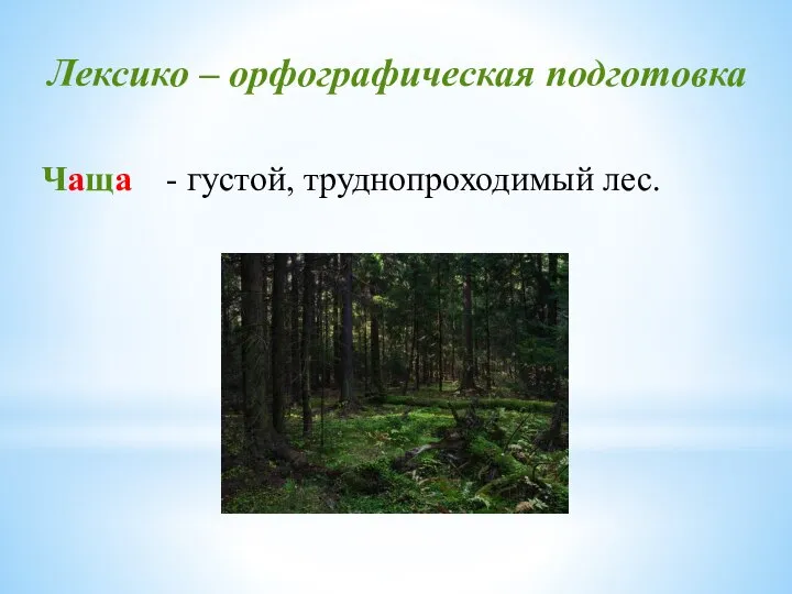 Лексико – орфографическая подготовка Чаща - густой, труднопроходимый лес.