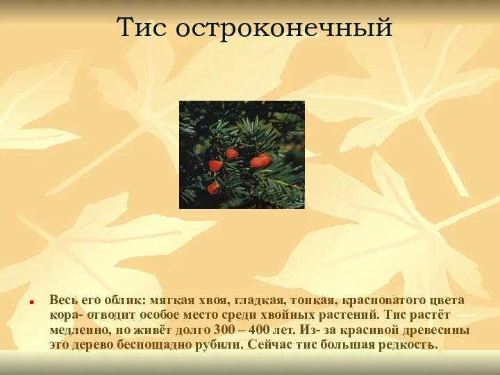 Тис остроконечный Весь его облик: мягкая хвоя, гладкая, тонкая, красноватого цвета