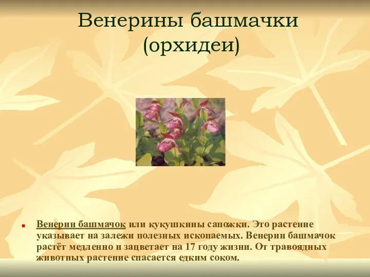 Венерины башмачки (орхидеи) Венерин башмачок или кукушкины сапожки. Это растение указывает