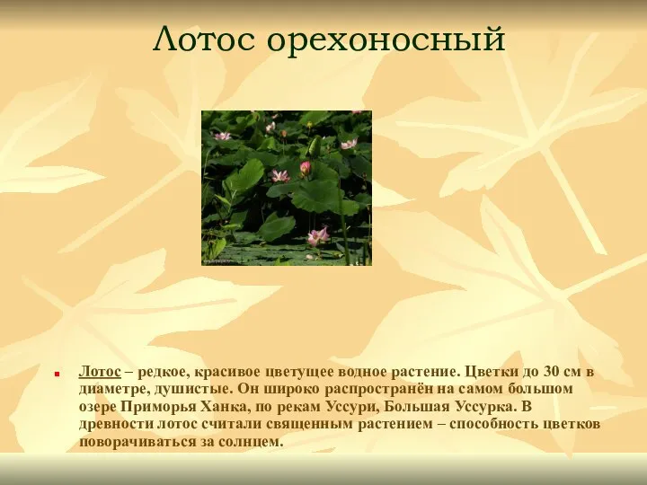 Лотос орехоносный Лотос – редкое, красивое цветущее водное растение. Цветки до
