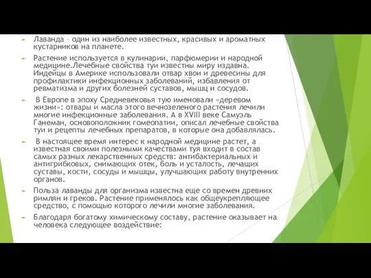 Лаванда – один из наиболее известных, красивых и ароматных кустарников на