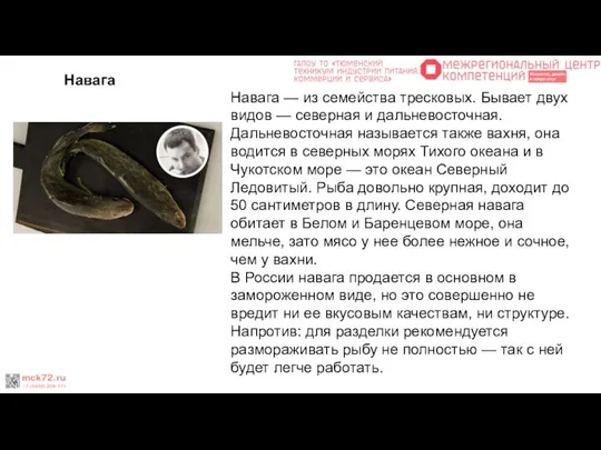 Навага Навага — из семейства тресковых. Бывает двух видов — северная