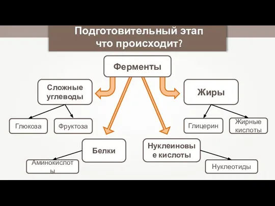 Подготовительный этап что происходит? Сложные углеводы Жиры Глюкоза Фруктоза Глицерин Жирные