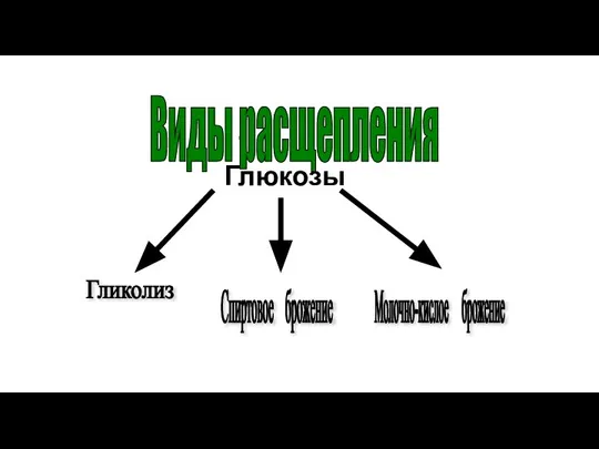 Где: В митохондриях. Виды расщепления Гликолиз Спиртовое брожение Молочно-кислое брожение Глюкозы