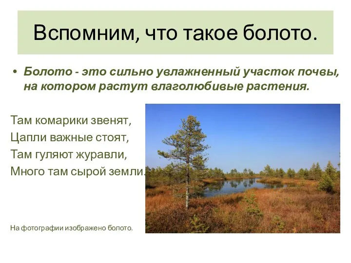 Вспомним, что такое болото. Болото - это сильно увлажненный участок почвы,