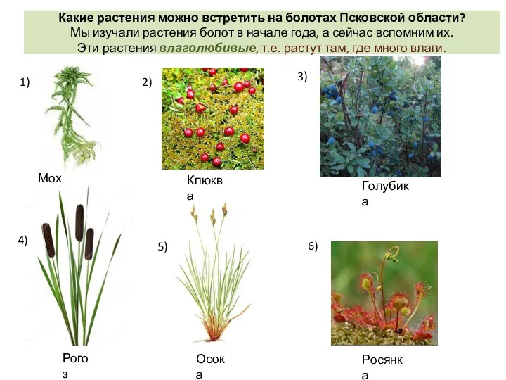 Какие растения можно встретить на болотах Псковской области? Мы изучали растения