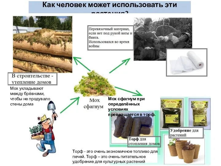 Как человек может использовать эти растения? Мох сфагнум при определённых условиях