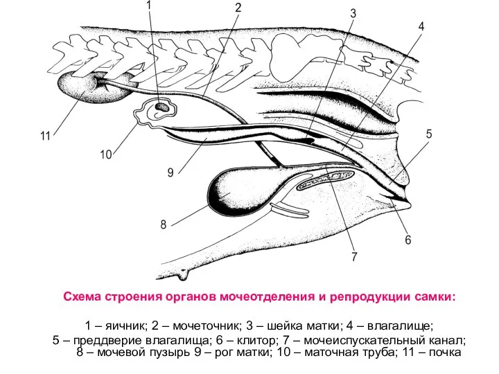 Схема строения органов мочеотделения и репродукции самки: 1 – яичник; 2