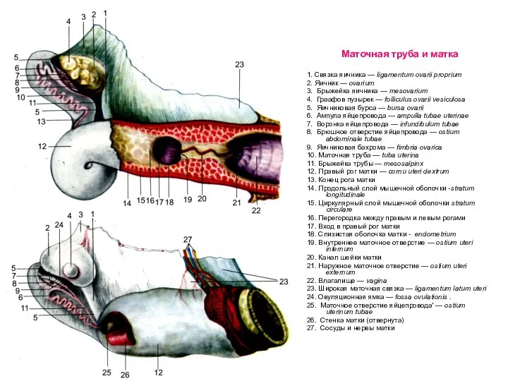 Маточная труба и матка 1. Связка яичника — ligamentum ovarii proprium