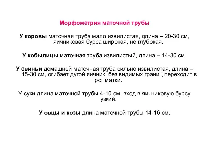 Морфометрия маточной трубы У коровы маточная труба мало извилистая, длина –