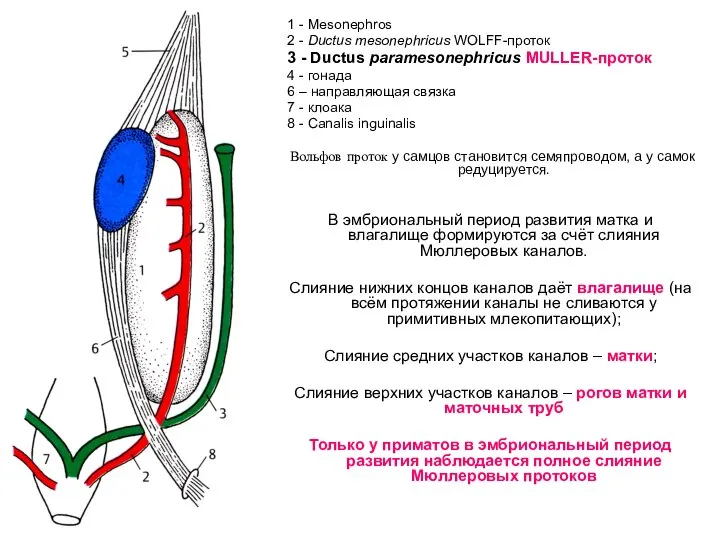 1 - Mesonephros 2 - Ductus mesonephricus WOLFF-проток 3 - Ductus