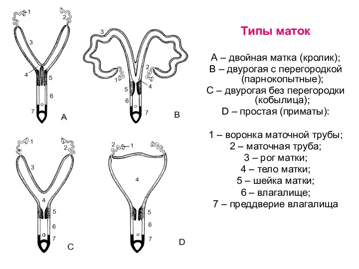 Типы маток А – двойная матка (кролик); В – двурогая с