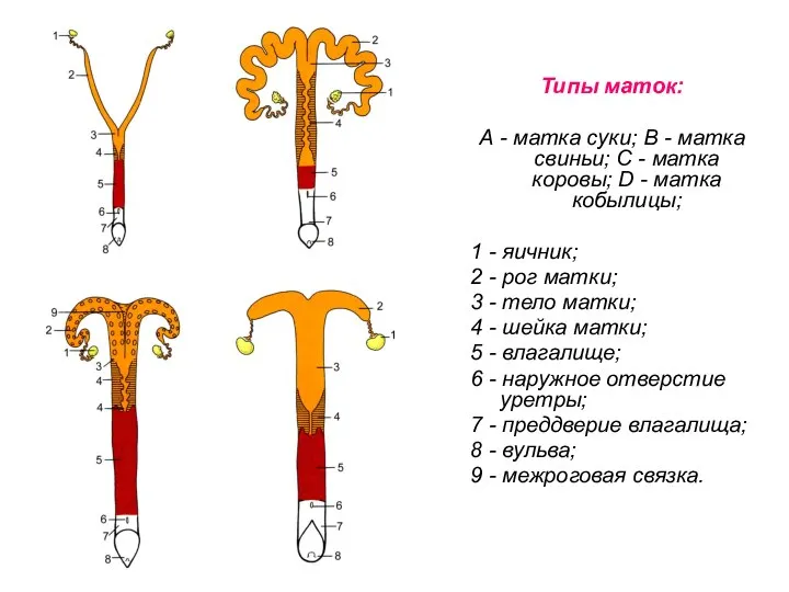 Типы маток: А - матка суки; В - матка свиньи; С