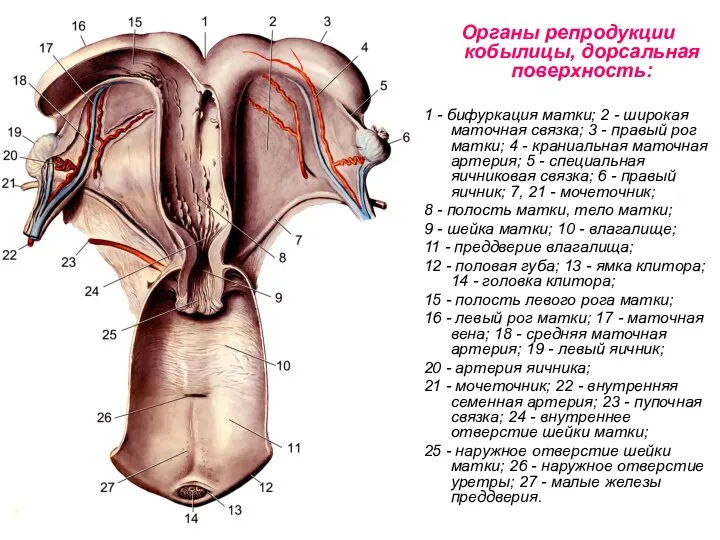 Органы репродукции кобылицы, дорсальная поверхность: 1 - бифуркация матки; 2 -