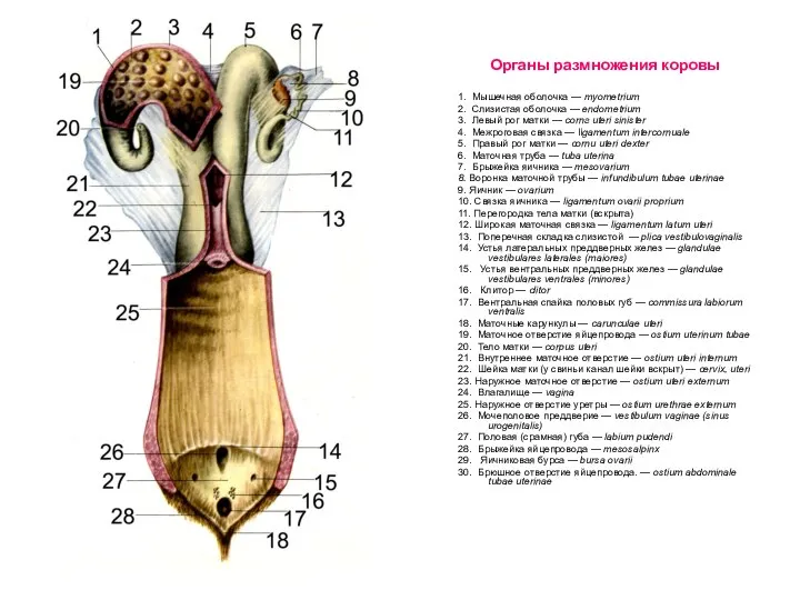 Органы размножения коровы 1. Мышечная оболочка — myometrium 2. Слизистая оболочка