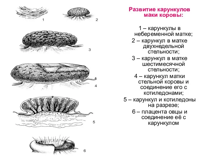 Развитие карункулов маки коровы: 1 – карункулы в небеременной матке; 2