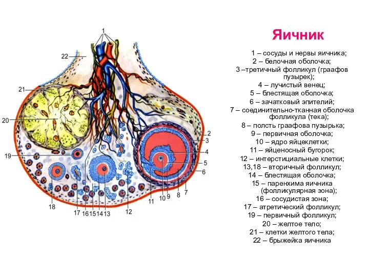 Яичник 1 – сосуды и нервы яичника; 2 – белочная оболочка;