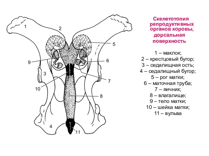 Скелетотопия репродуктивных органов коровы, дорсальная поверхность 1 – маклок; 2 –