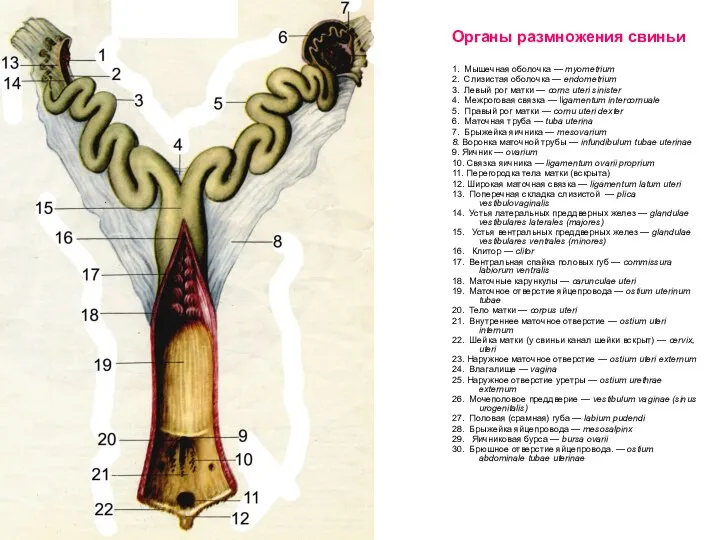 Органы размножения свиньи 1. Мышечная оболочка — myometrium 2. Слизистая оболочка