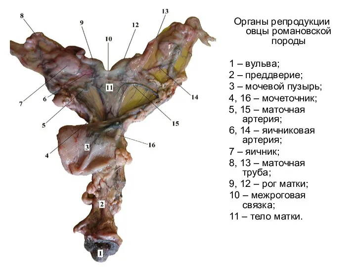 Органы репродукции овцы романовской породы 1 – вульва; 2 – преддверие;