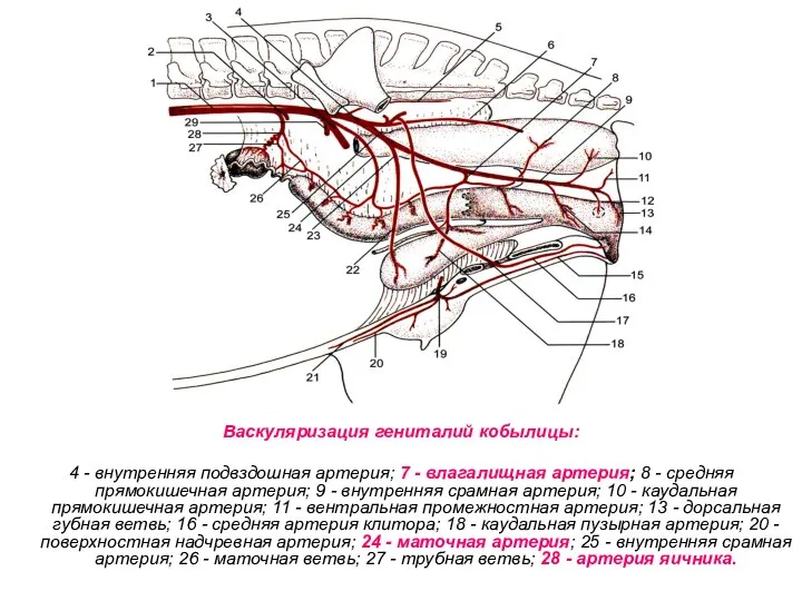 Васкуляризация гениталий кобылицы: 4 - внутренняя подвздошная артерия; 7 - влагалищная