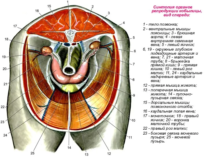 Синтопия органов репродукции кобылицы, вид спереди: 1 - тело позвонка; 2