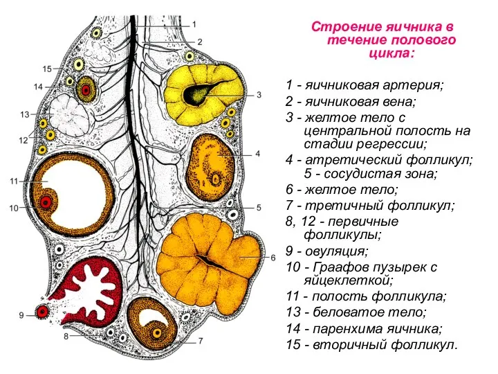 Строение яичника в течение полового цикла: 1 - яичниковая артерия; 2