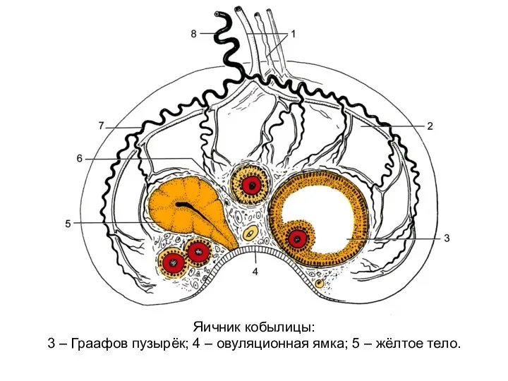 Яичник кобылицы: 3 – Граафов пузырёк; 4 – овуляционная ямка; 5 – жёлтое тело.