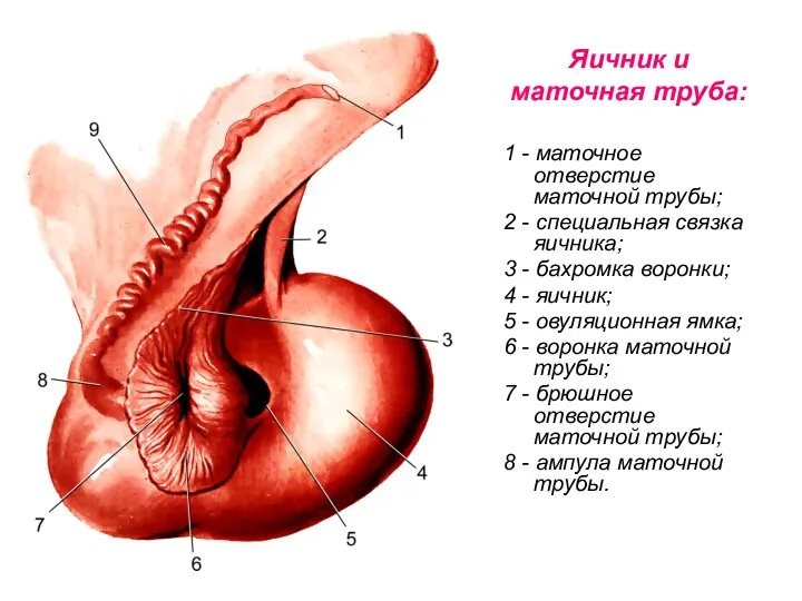 Яичник и маточная труба: 1 - маточное отверстие маточной трубы; 2
