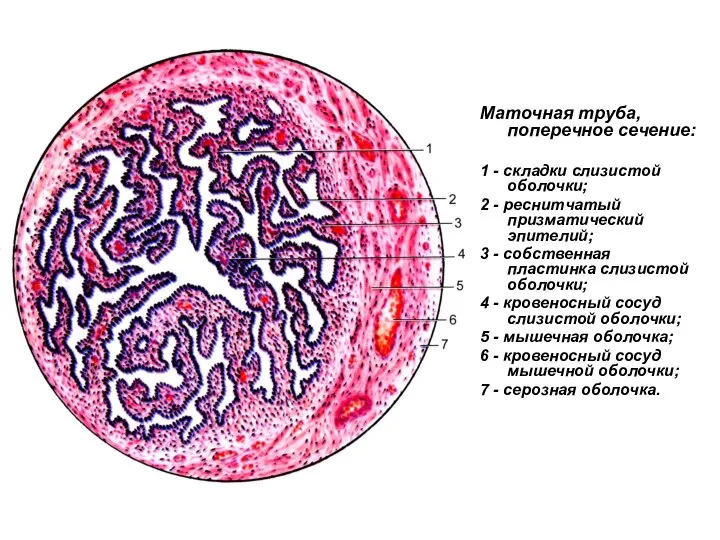 Маточная труба, поперечное сечение: 1 - складки слизистой оболочки; 2 -