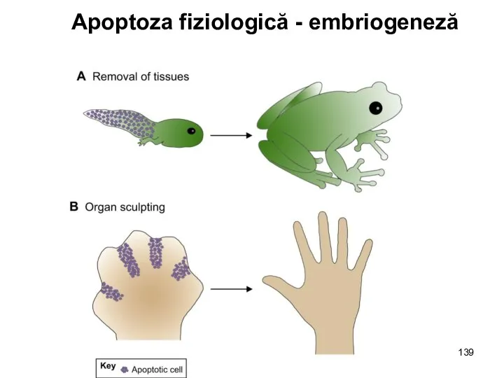 Apoptoza fiziologică - embriogeneză