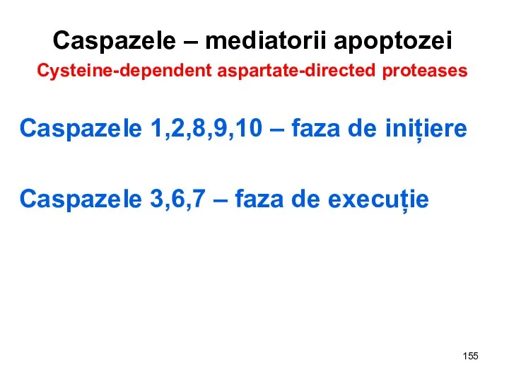 Caspazele – mediatorii apoptozei Cysteine-dependent aspartate-directed proteases Caspazele 1,2,8,9,10 – faza