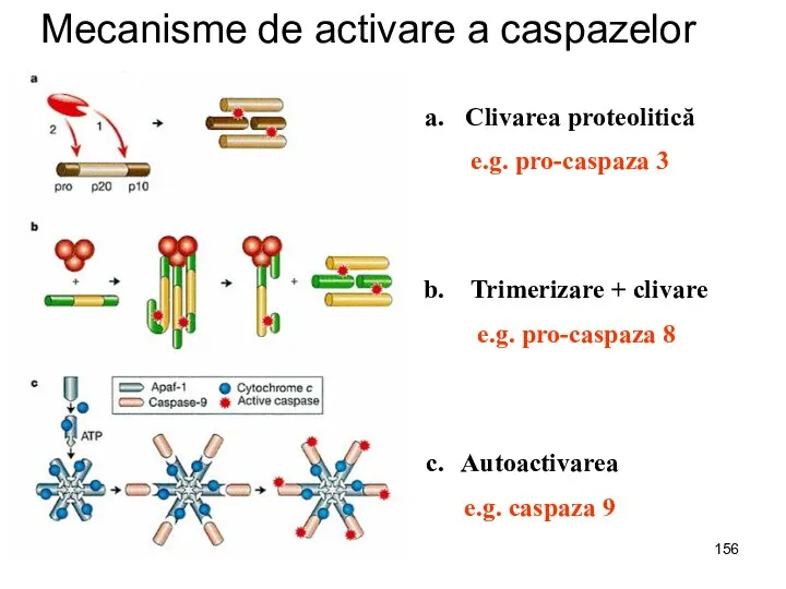 Mecanisme de activare a caspazelor Clivarea proteolitică e.g. pro-caspaza 3 Trimerizare