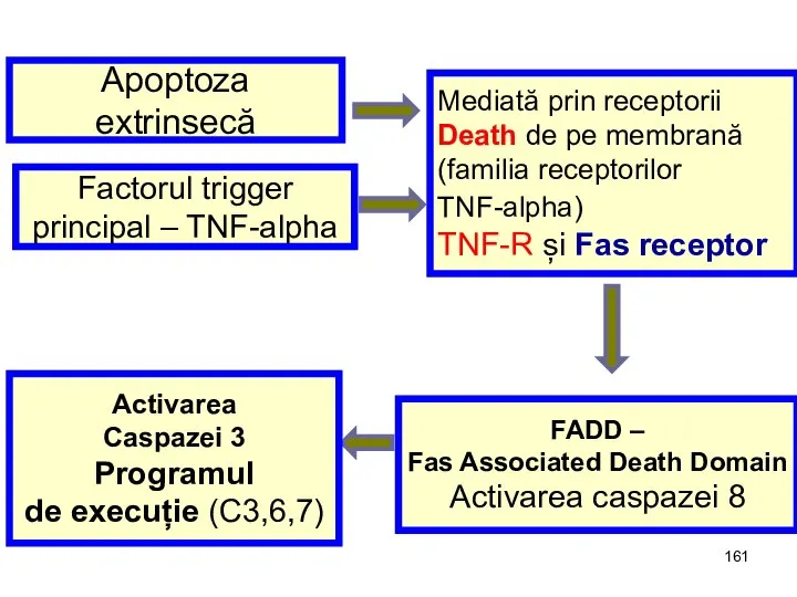 Apoptoza extrinsecă Mediată prin receptorii Death de pe membrană (familia receptorilor