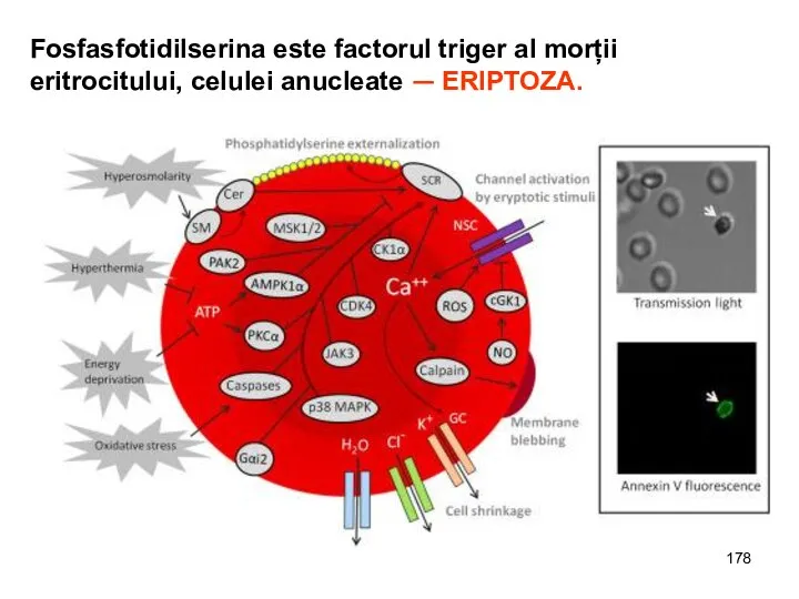 Fosfasfotidilserina este factorul triger al morții eritrocitului, celulei anucleate — ERIPTOZA.