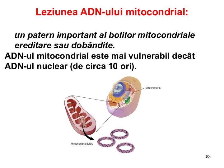 Leziunea ADN-ului mitocondrial: un patern important al bolilor mitocondriale ereditare sau