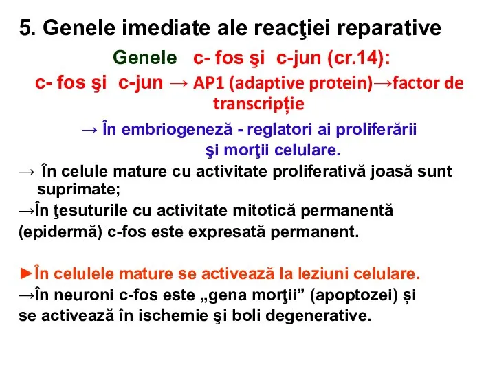 5. Genele imediate ale reacţiei reparative Genele c- fos şi c-jun