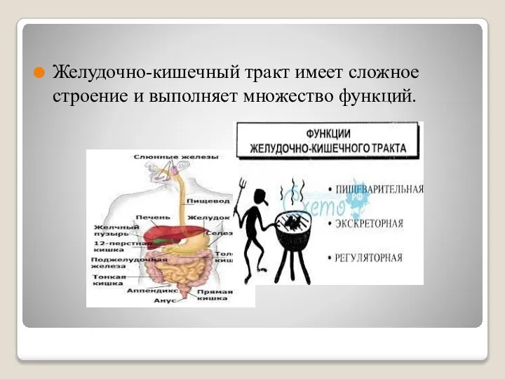 Желудочно-кишечный тракт имеет сложное строение и выполняет множество функций.