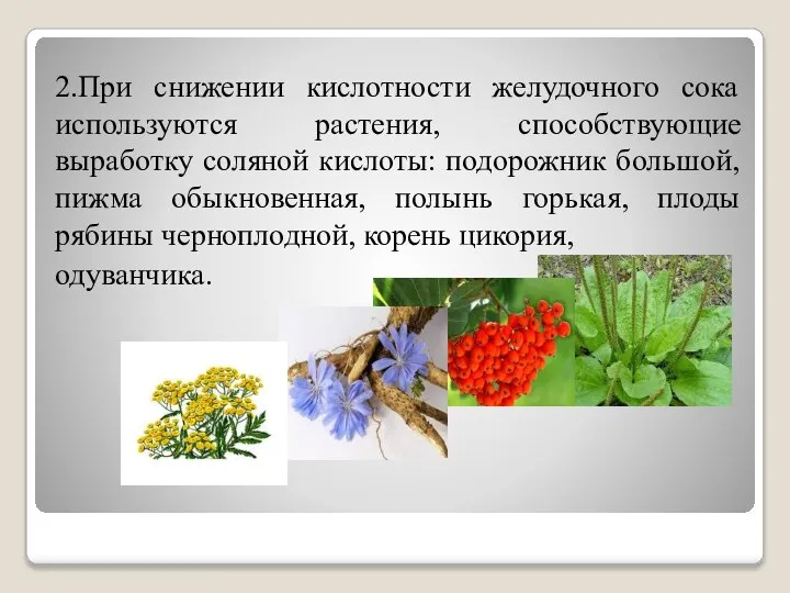 2.При снижении кислотности желудочного сока используются растения, способствующие выработку соляной кислоты: