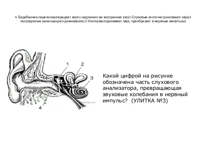 4. Барабанная перепонка(передает звук с наружного во внутреннее ухо)1.Слуховые косточки (усиливают